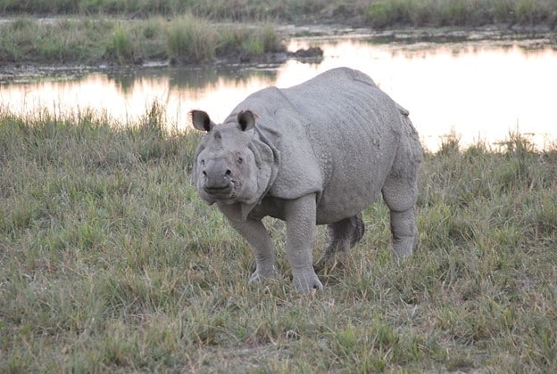 Rhino