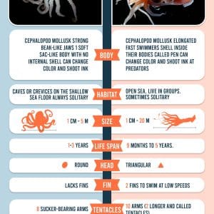 octopus vs squid differences