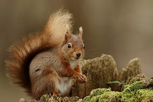 Squirrel