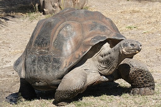 Galapagos giant tortoises are some of the oldest animals in the world