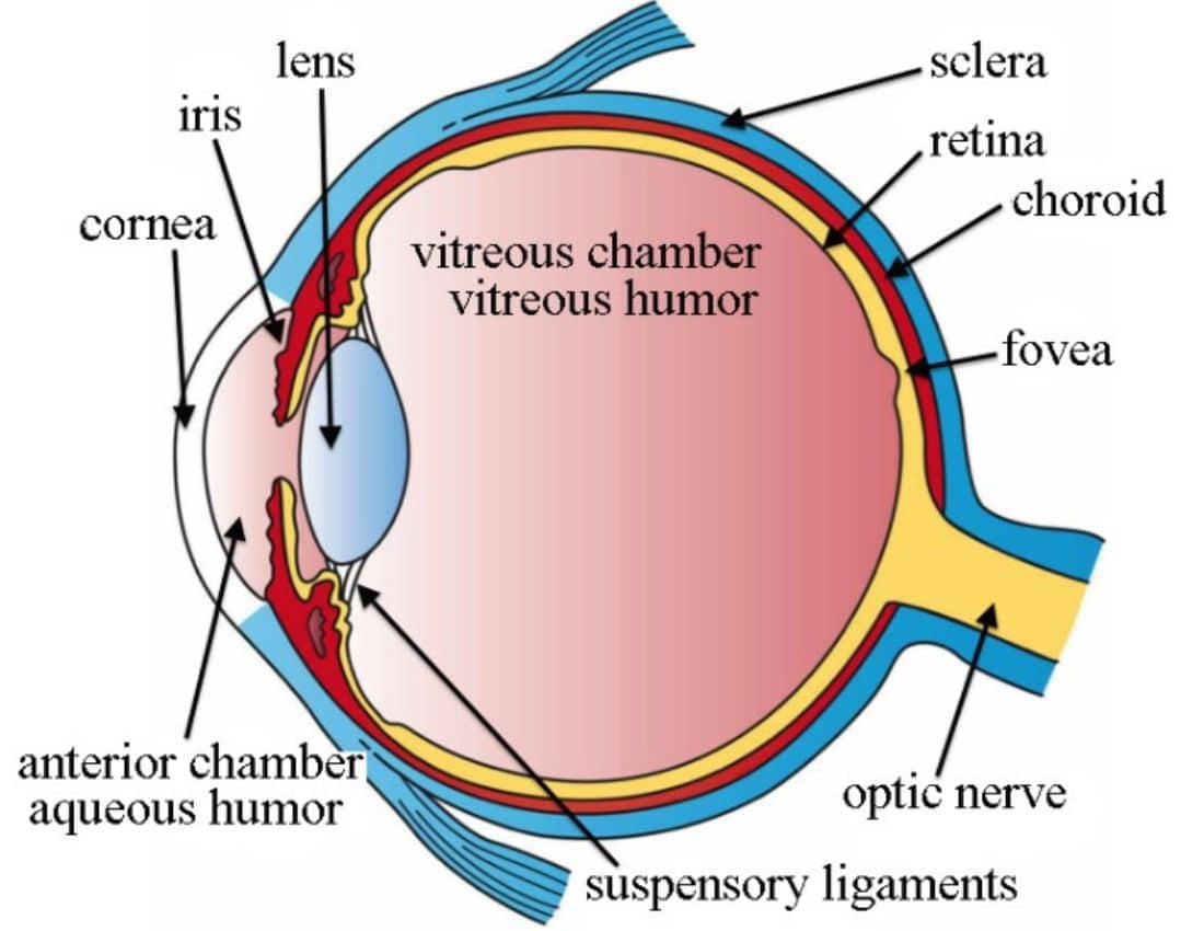 Parts of An Eye