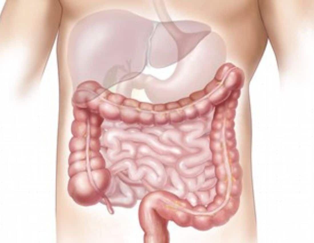 Digestive System
