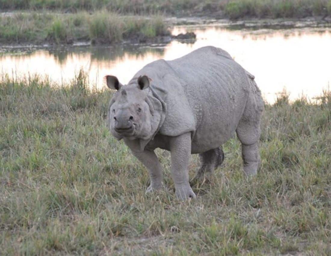 Rhino