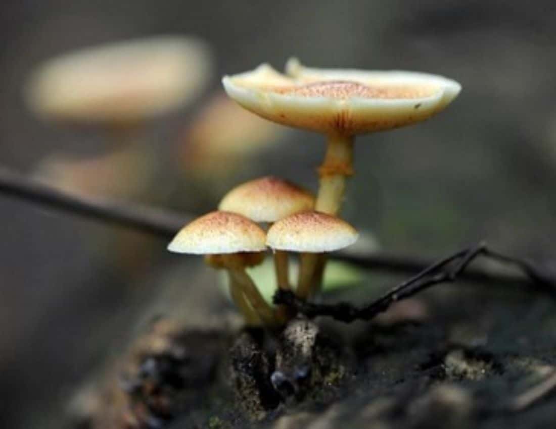 Mushrooms