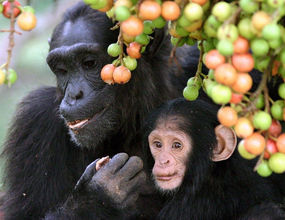 Wild Apes