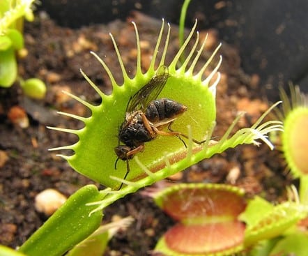 Venus flytrap