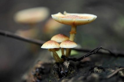 Beach Mushrooms