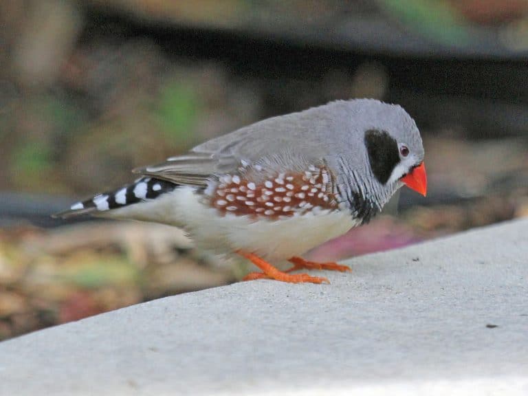 Zebra Finch