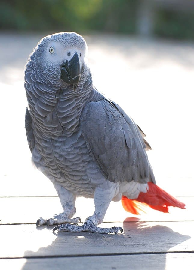 The African Grey Parrot