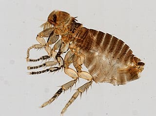 A flea