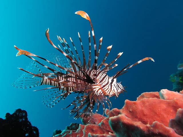 The red lionfish – a native of the South Pacific Ocean