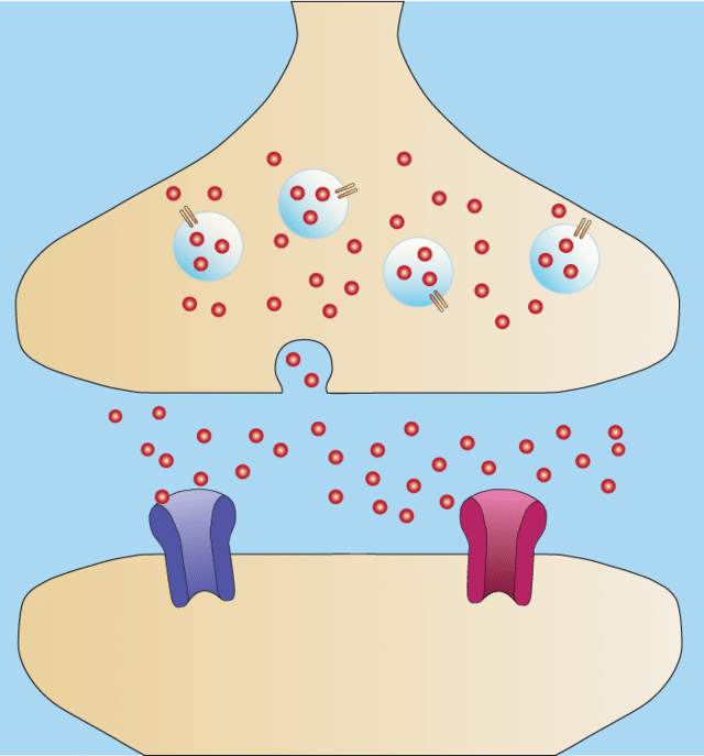 Neurotransmitter