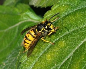 Yellow jackets are aggressive wasps that will bite and sting any animal that threatens their nest