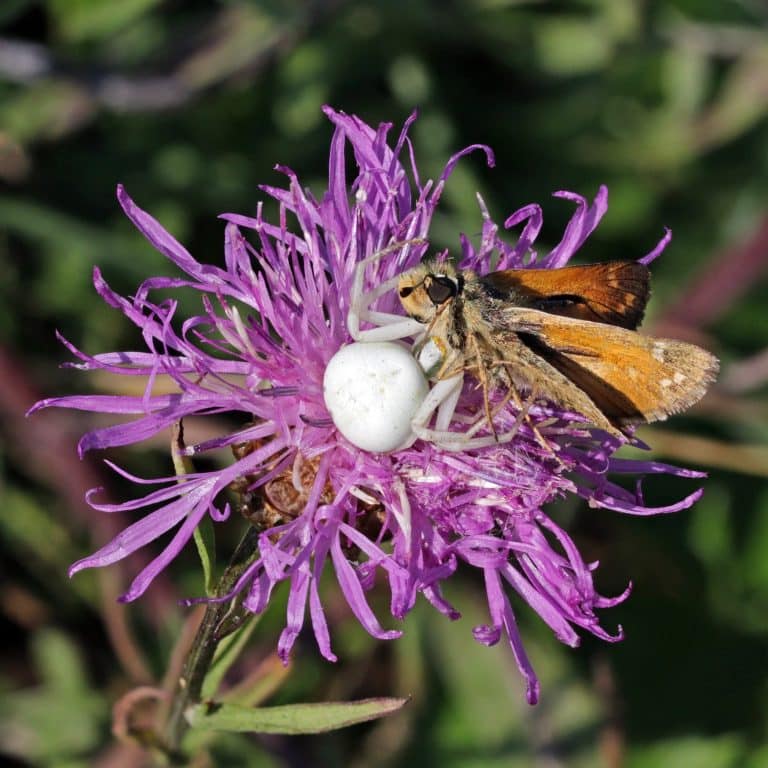A female goldenrod crab spider hunting a skipper.