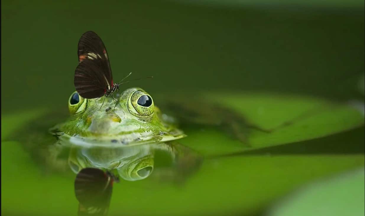 All amphibians have extremely moist skin.