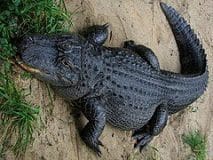 Dark-brown American alligator
