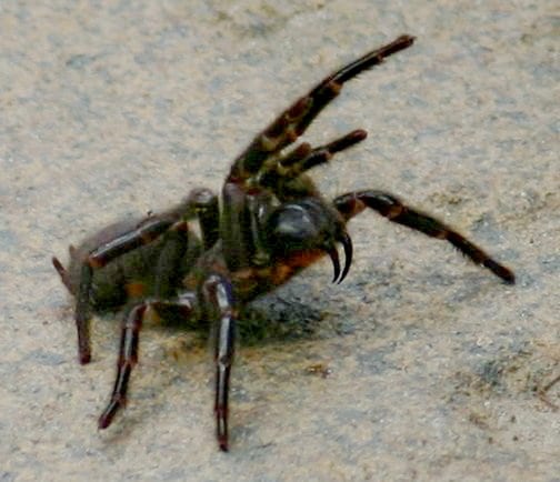Female Sydney funnel-web spider in a warning posture.
