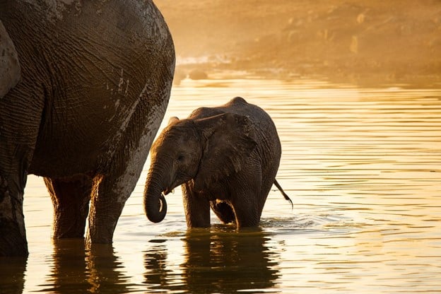 Baby Elephant walking