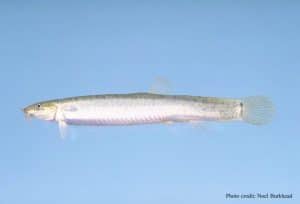 Fish That Eat Algae - Smore Science