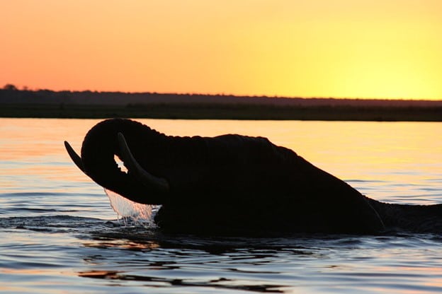 Elephant drinking water while swimming