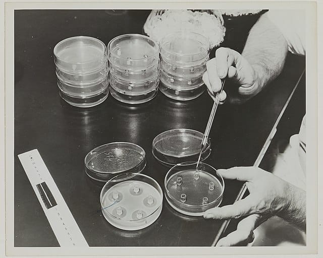 Petri Dishes