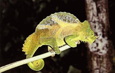 Four horned chameleon