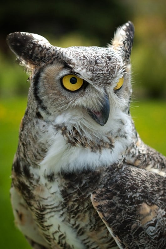 Great Horn Owl