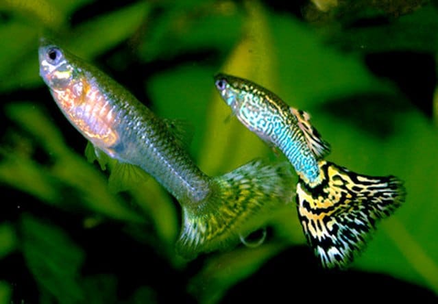 Guppies