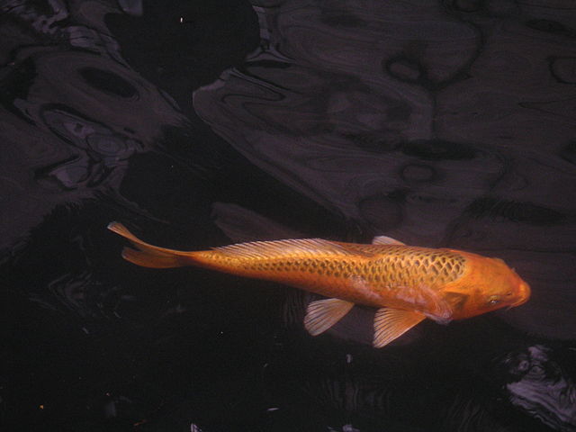 Koi FIsh