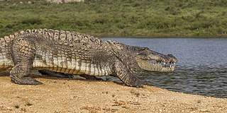 The lighter Mugger crocodile