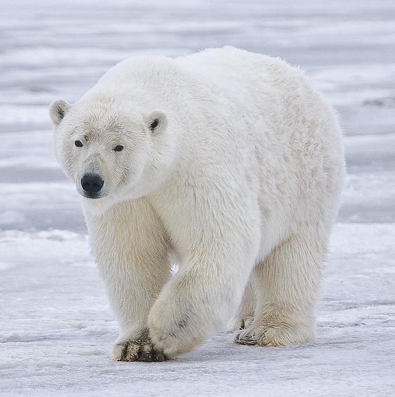 Polar_Bear