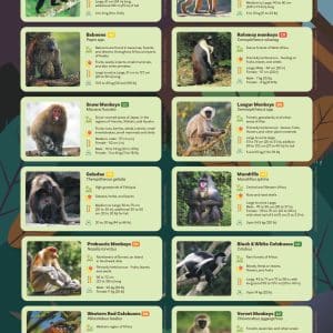 old world monkeys