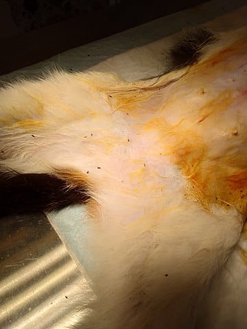 Fleas live in the fur of animals