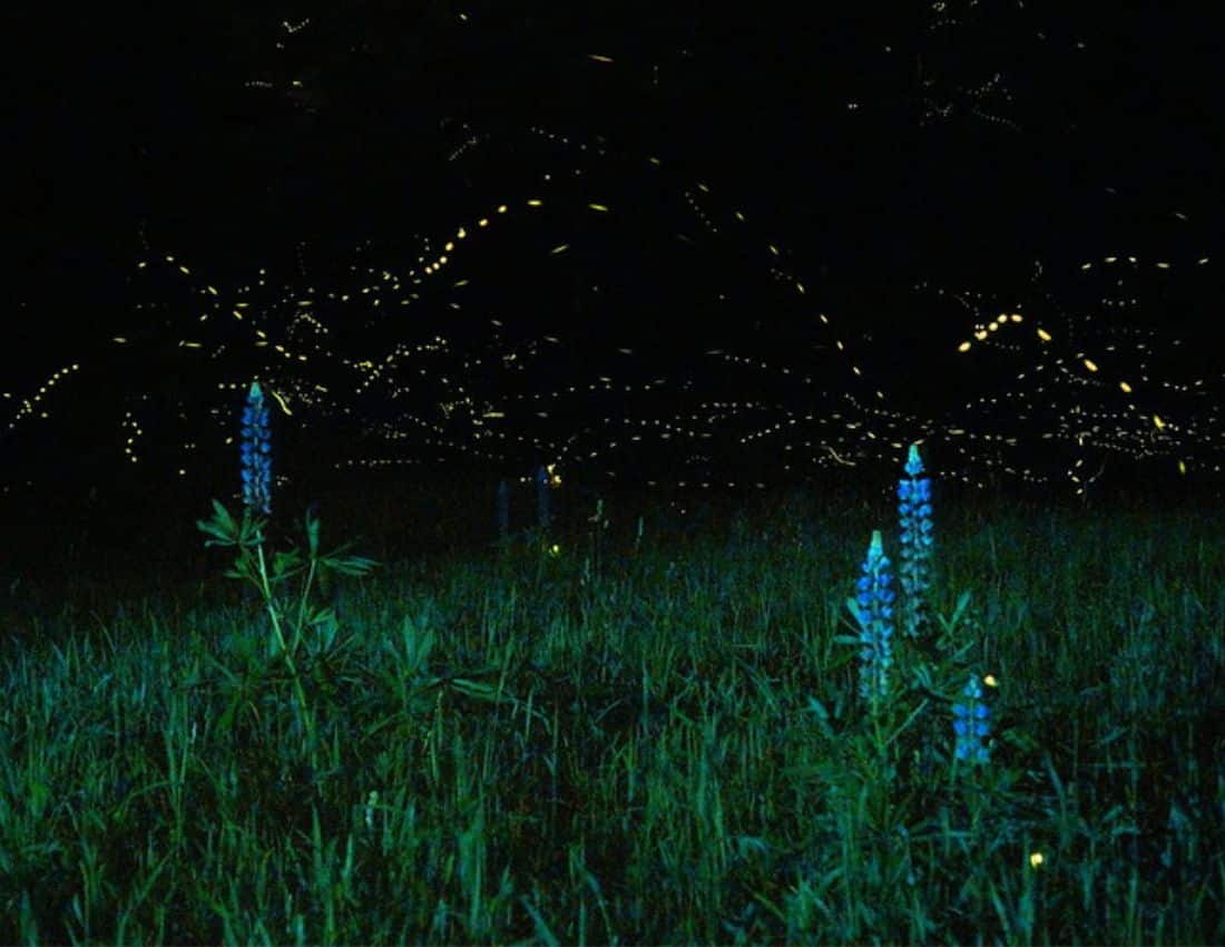Bioluminescent Algae