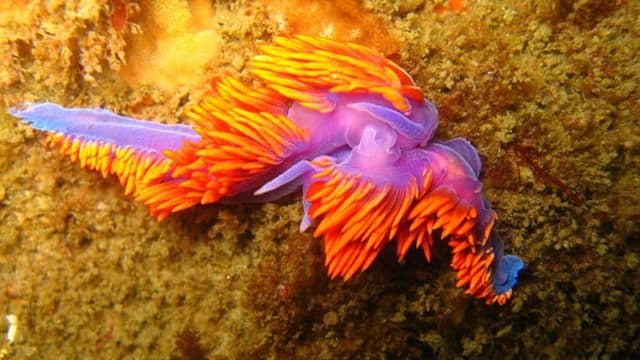 Flabelline iodinea