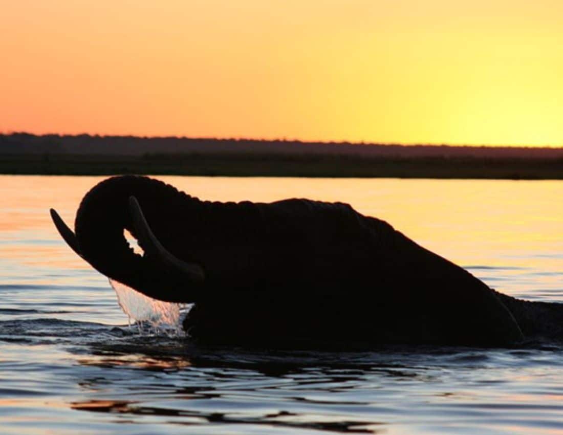Elephant
