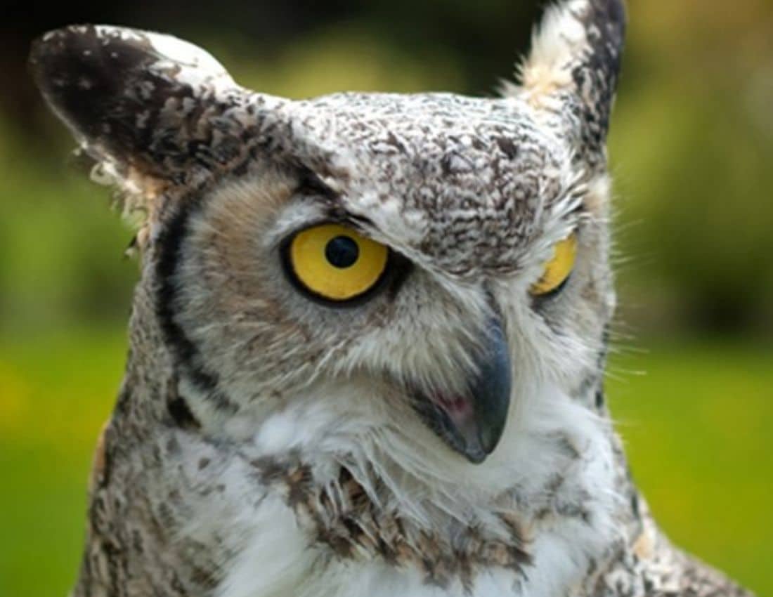 Do Birds have Ears? - Smore Science