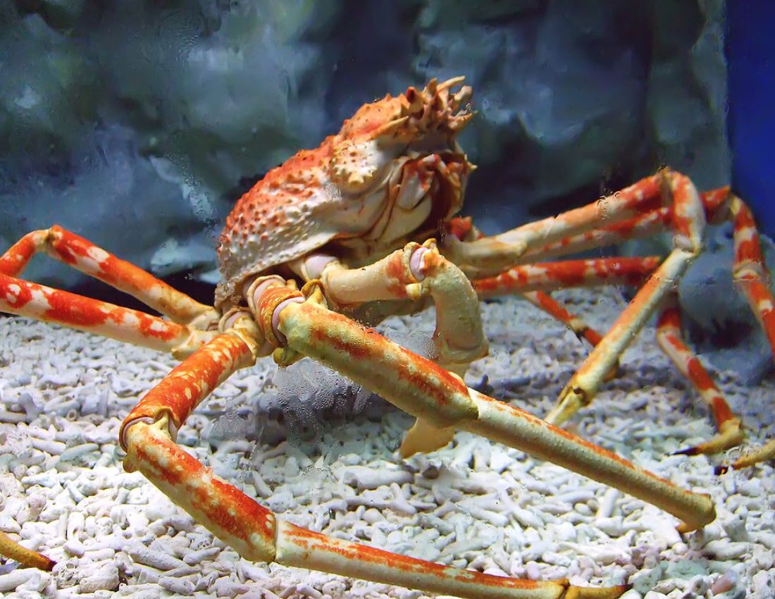 Spider Crab