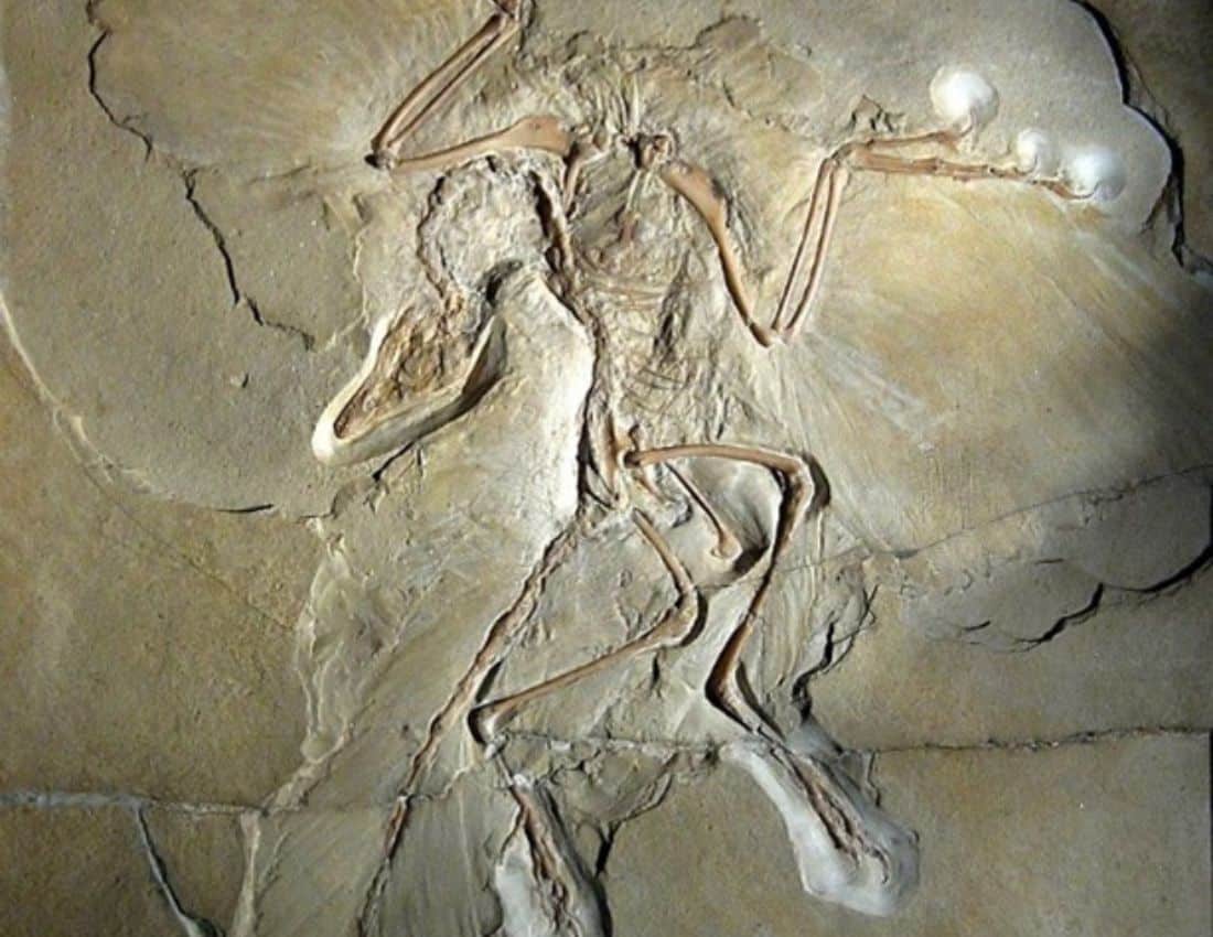 Fossil