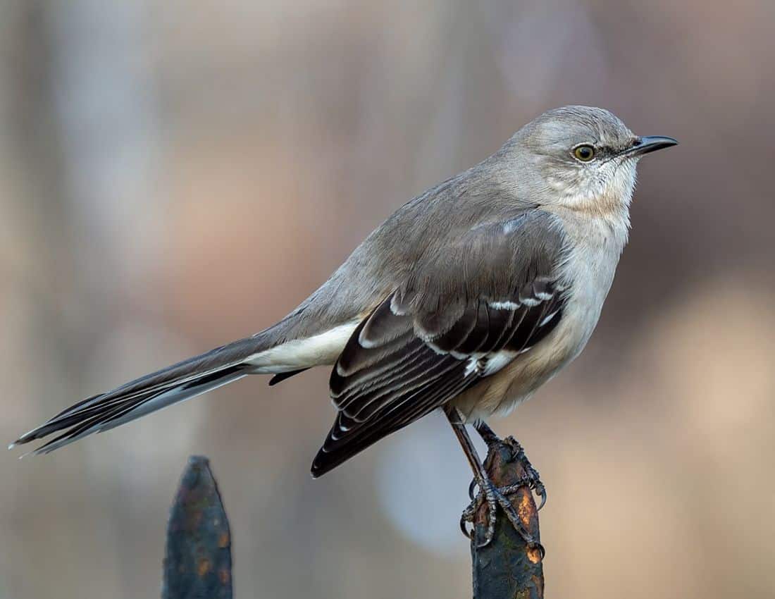Mocking Bird