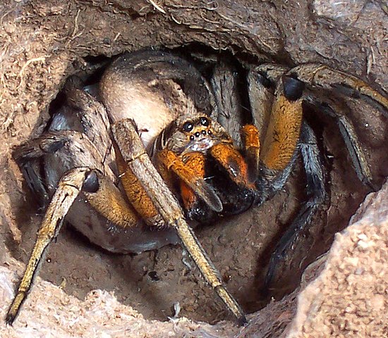 Wolf spider defending its egg sac
