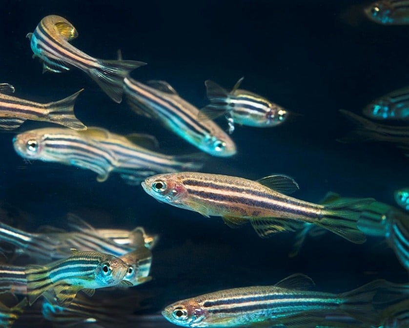 Zebrafish