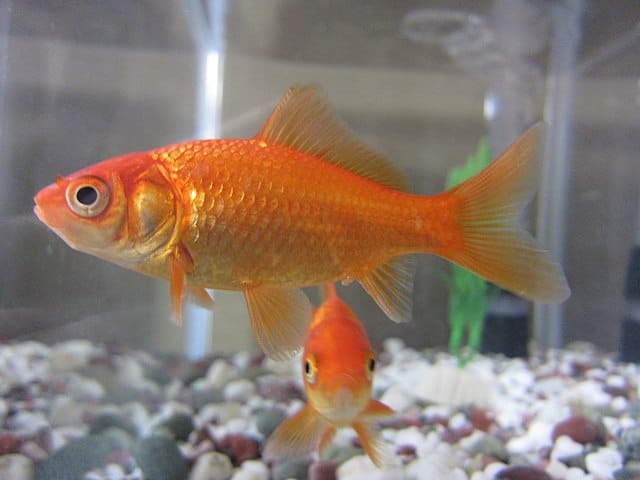 Carassius auratus