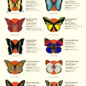 Beautiful Butterfly Species