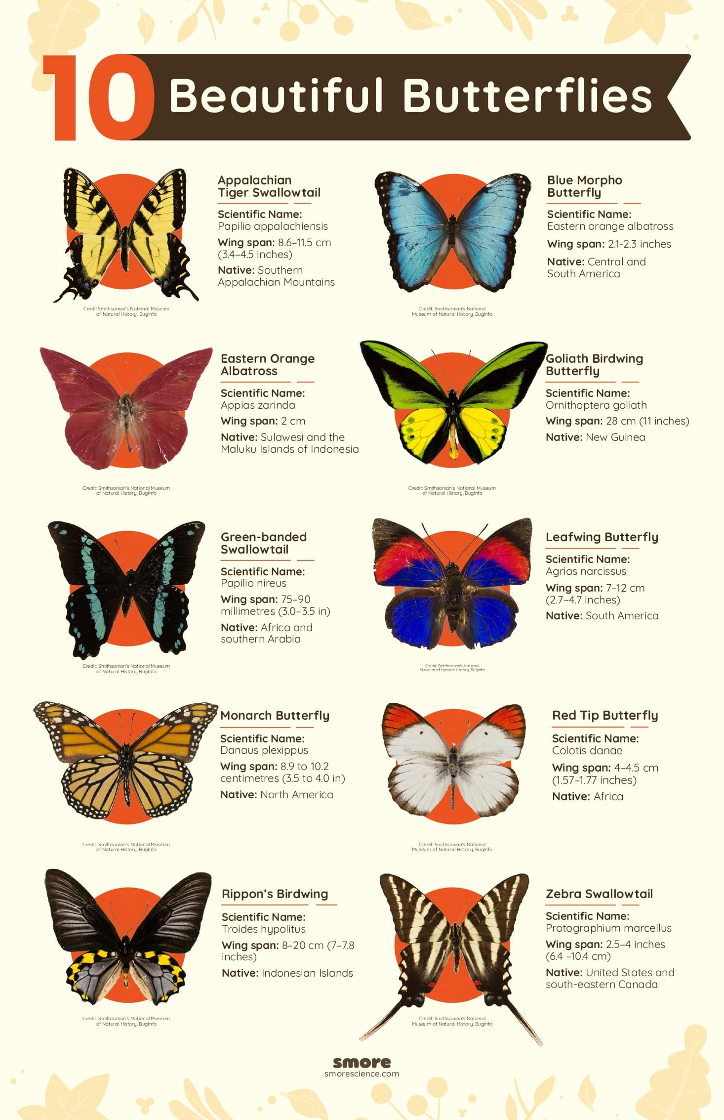 10 Beautiful Butterfly Species Smore Science 10 Beautiful Butterfly Species Smore Science