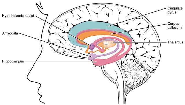 Cross-sectional diagram of the limbic system