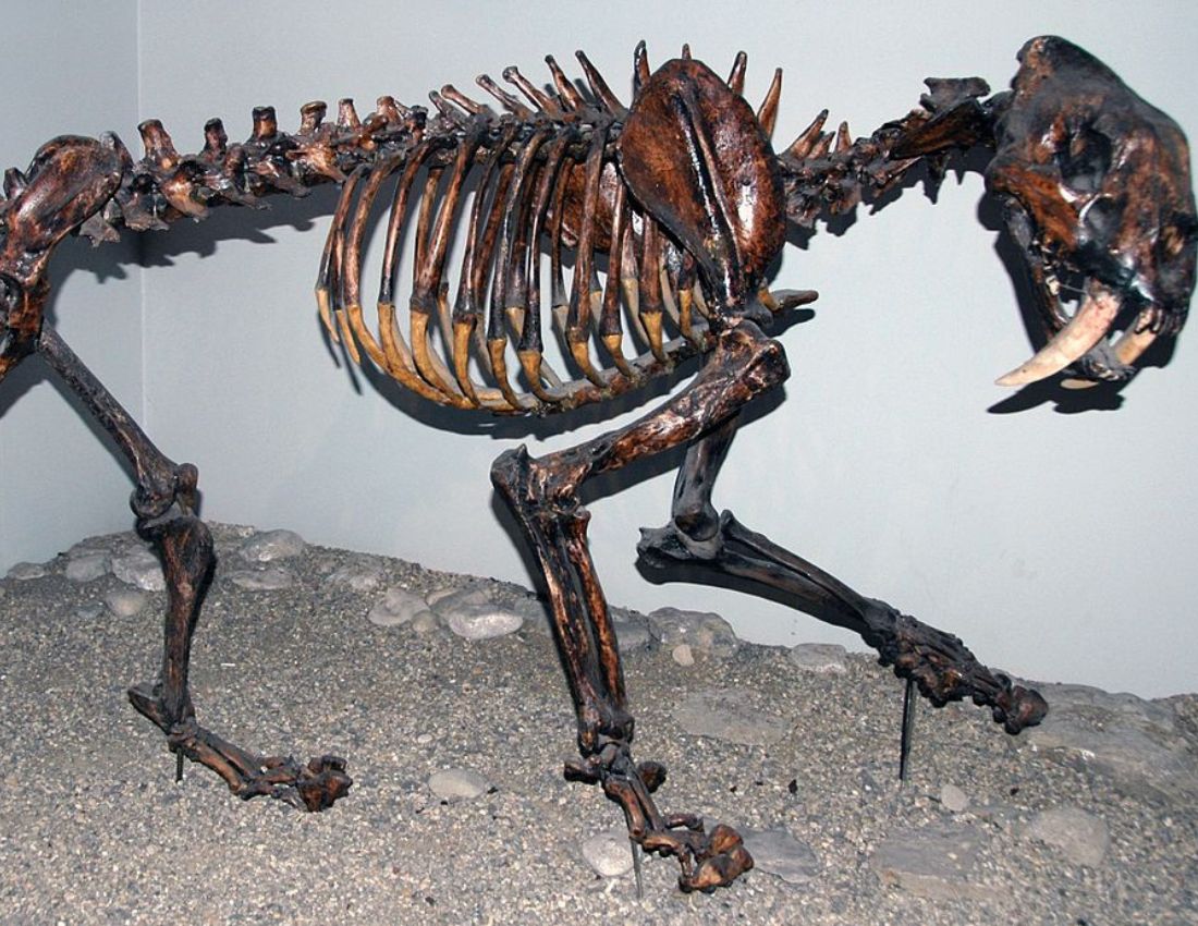 Fossil