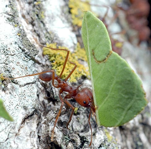 A leafcutter ant