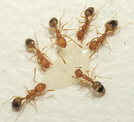 Pharaoh ants