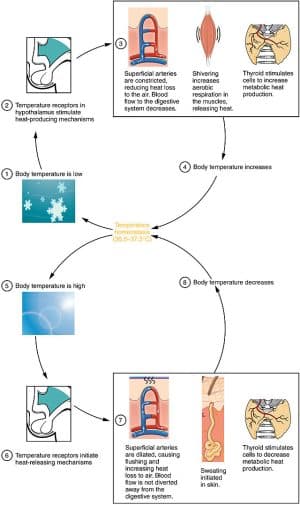 Science Behind Sweating Why do we sweat? - Smore Science